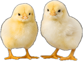 Two day-old yellow chicks